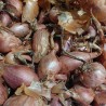 Echalote (500g)