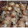 Oignon jaune (1Kg)