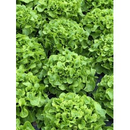 Salade - Feuille de chêne...