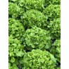 Salade - Feuille de chêne verte (la pièce)