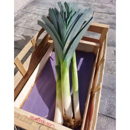Poireau (1Kg)