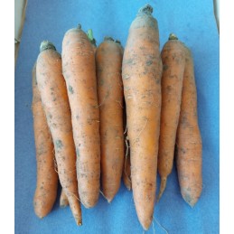 Carotte (1Kg)