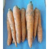 Carotte (1Kg)